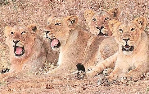 Lions at Gir Wildlife Sanctuary. (File Photo)
