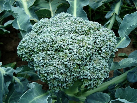 Bacteria-coated broccoli sent to space for astronauts to grow their own vegetables