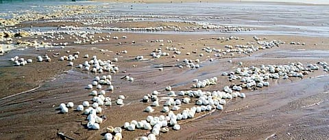 The beach at Gahiramatha Marine Sanctuary littered with shells of destroyed Olive Ridley eggs | Express