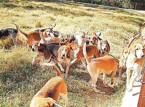 Hunting on Horseback  with Hounds