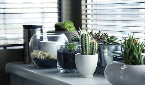 Here is how you can avoid indoor air pollution