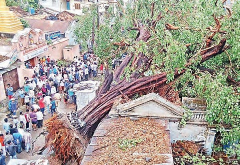 Strong winds uproot a 200-year-old tree which fell on a old house in Warangal on Thursday. | Express photo