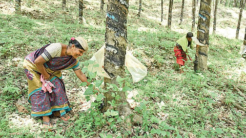 Labourers at work in a rubber and arecanut plantation  | Rajesh Shetty Ballalbagh
