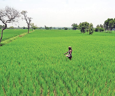 Image used for representational purpose only. (File photo | EPS)