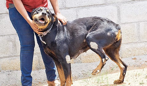 Dogs purchased from puppy mills tend to catch diseases, Pic for representational purposes only.