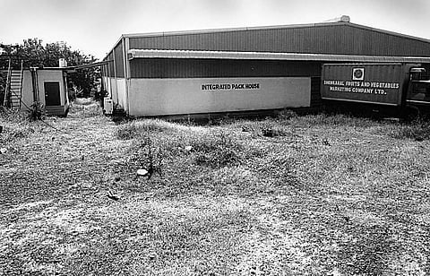 Mango hub yet to bear fruit in Dhenkanal
