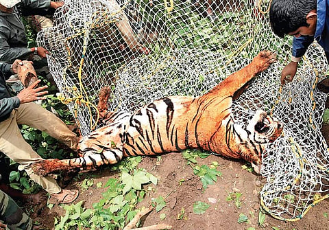 A male tiger was rescued by forest department officials at Hediyala on Sunday
