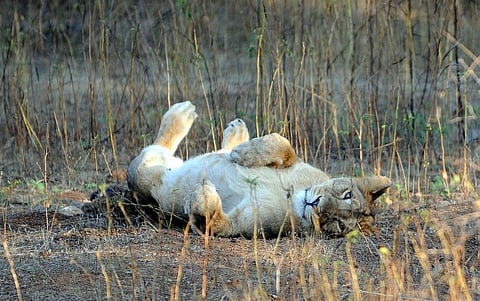 A cub of Asiatic Lion in the Gir Forest National Park and Wildlife Sanctuary (File | AFP)