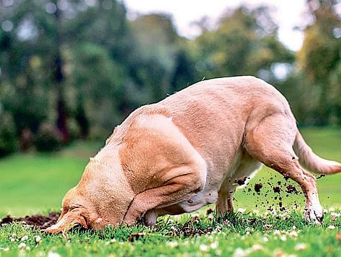 Our dog routinely digs holes in mulch