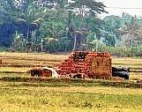 Illegal brick kilns add to summer woes of Cuttack denizens