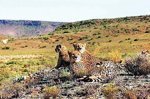 The Call of the Wild