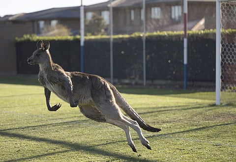 A kangaroo interrupts the Women's Premier League match between Belconnen United and Canberra FC | AP