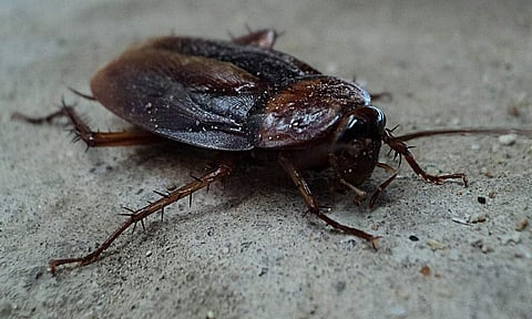 'The effectiveness of cockroaches has been tested by the bodies of our ancestors and proven by lab experiments', says Geng Funeng, chairman of Gooddoctor Pharmaceutical Group, who owns such a facility.