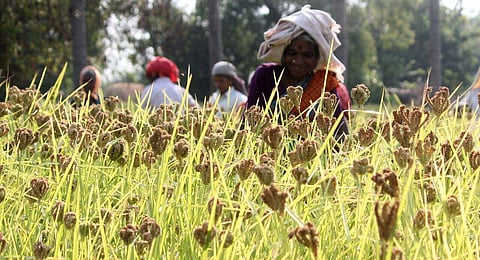 Farmers harvest Ragi. (Express photo | S Dinesh)