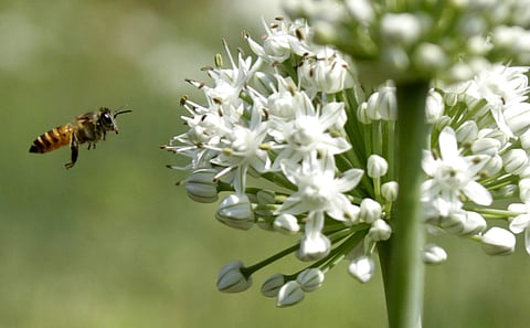 Honeybee (File photo | EPS)