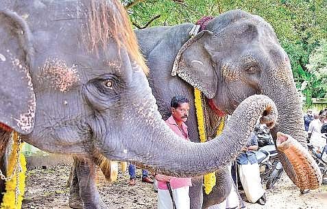 Sudarshana and Darshini at the anayoottu ceremony on Wednesday  B P Deepu