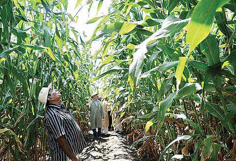 A high biomass sorghum variety developed for use in biofuel production.  Pic credit: ICRISAT