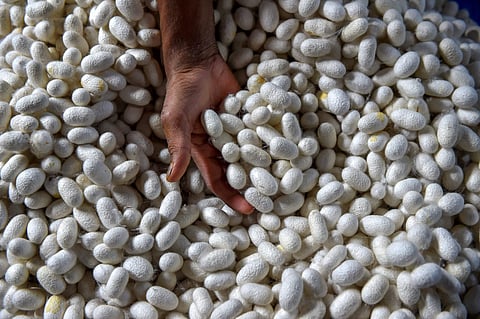 The oldest silk factory in Kashmir set up in 1897 with the help of Sir Thomas Wardle, president of the Silk Association of Great Britain, reopened after 30 years on Sunday. IN PIC: Srinagar Mulberry cocoons being sorted for processing inside a silk factor