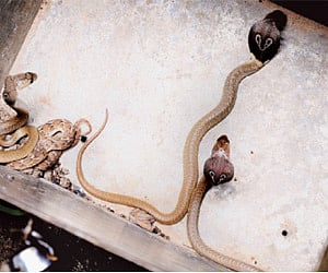 Rescued snakes. (File | EPS/Vinod Kumar T)