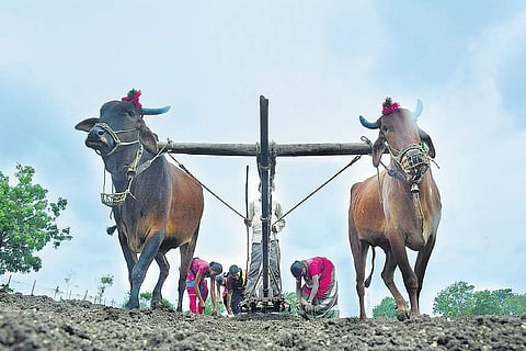 Bullocks plough the farmland. (Photo | EPS)