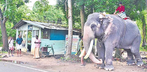 Life has gone back to normal in the rural areas of Paravoor, which was one of the worst-affected areas in the flood, as  water has receded. This elephant was brought to a nearby temple at Perumpadanna in Cherai |  Albin Mathew