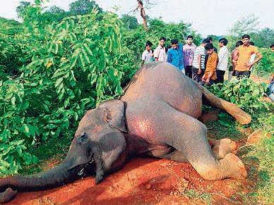 In the last two months, two elephants died due to electrocution in Bandipur.
