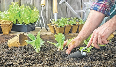 ‘Gardening is an emotion’