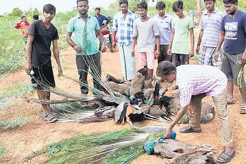 Forest department officials send the carcasses of the peacocks and peahens to the veterinary hospital for autopsy. (EPS)