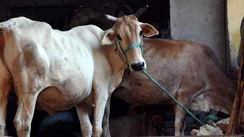Representative image of a cow.