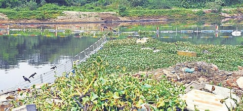Water hyacinth being removed using a trash boom in the city on Monday  |  Martin Louis
