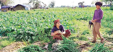 Representational image of Organic farming .