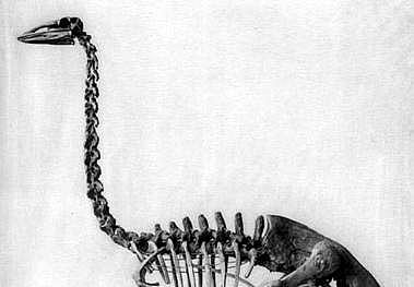 Researchers analysed hundreds of elephant bird bones from museums across the globe to uncover the world's largest bird, while also revealing their taxonomy is in fact spread across three genera and at least four distinct species. | Wikimedia Commons