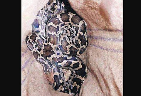 The python which was rescued from the Chennai-Bengaluru train