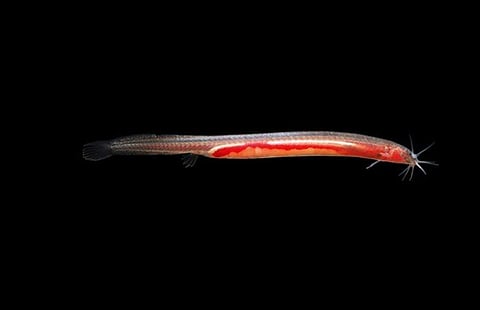 An eel like the bhujia: Scientists in Kerala discover new subterranean fish species