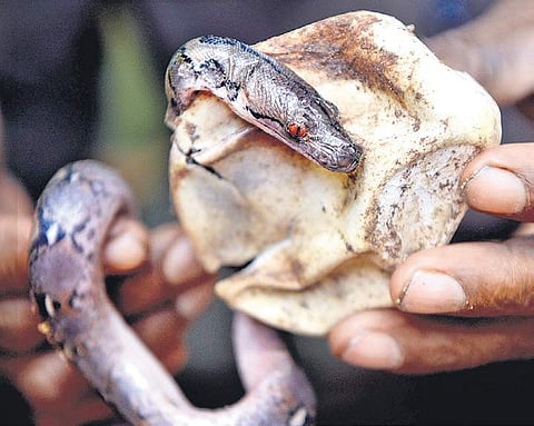 A Reticulated Python hatching from an egg laid by a 18-year old snake at Guindy Snake Park. This image is used for representational purposes. (Photo | D Sampathkumar)