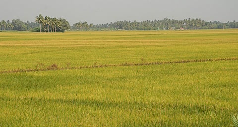 Kuruvai crop