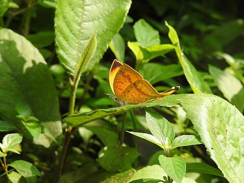 The butterflies—Indigo Flash, Common Onyx, Small Cupid and Yamfly led to the discovery of the unexplored ‘range extension.’ (Photo | EPS)