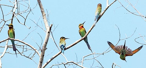 Migratory birds at Akkulam and Vellayani  Vincent Pulickal