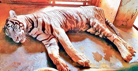 Killer tick disease returns, tiger dead