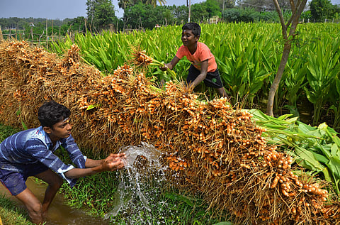 Boys cleaning turmeric at a farm (File Photo | V Karthikalagu/EPS)