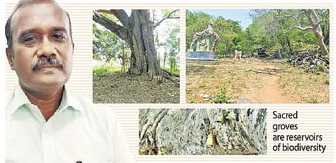 ‘To conserve sacred groves, leave them alone’