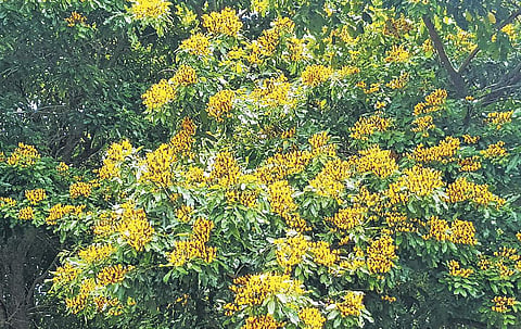 Benga is found in dry deciduous forests of southern and central Indian regions