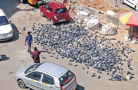 Birds spotted at Ameerpet.