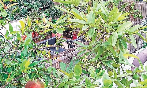 Terrace of greenery