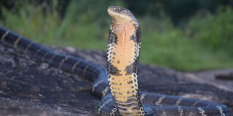 King cobra