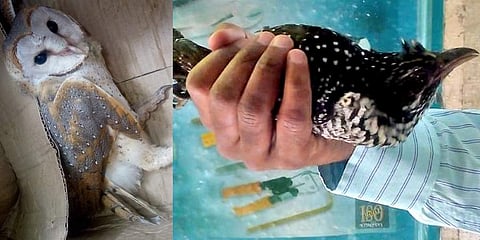 The Barn Owl which was rescued after it accidentally flew into a house and the Koel (above) that suffered burns between its wing and body during the Deepavali celebrations. (Photo | Express)