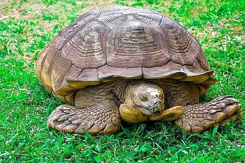 The oldest tortoise in Africa. (Photo| Twitter/ @sama_on_point)