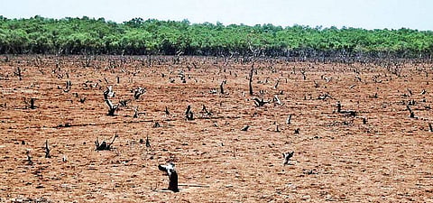 The barren stretch of land shows the extent of damage caused to mangrove forest in Bhitarkanika National Park | Express