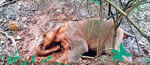 Meher said the elephant was around aged about 25 years.  (Representational Image)