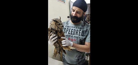 Veterinarian Jasmeet Singh is a messiah for animals in Bhubaneswar
